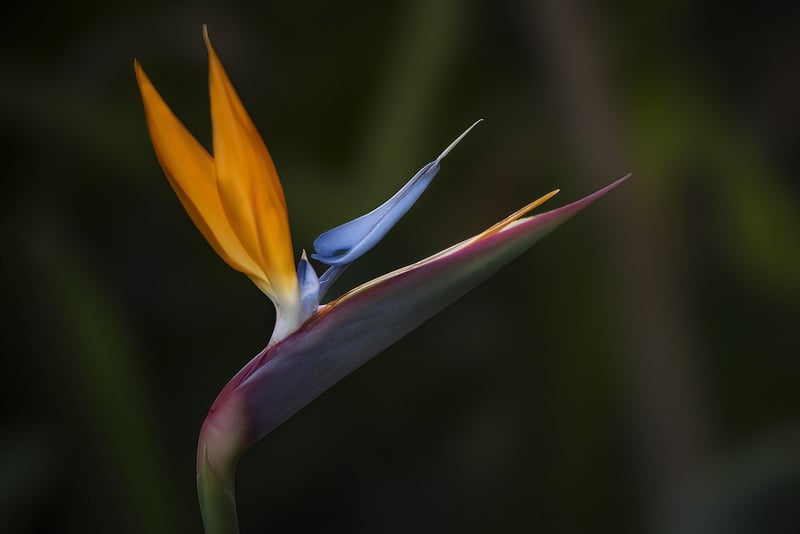Garden Paradise